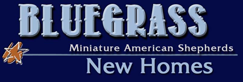 Bluegrass Kennels, Miniature Ameridan Shepherds, New Homes