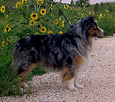 Miniature American Shepherd: ARBA Champion Patchwork's Bluegrass