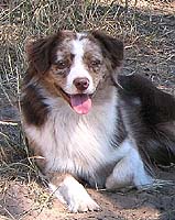 Miniature American Shepherd: Multi Champion, BIS, Bluegrass Boomerang of Chandrea, CGC, RN, RA, BN