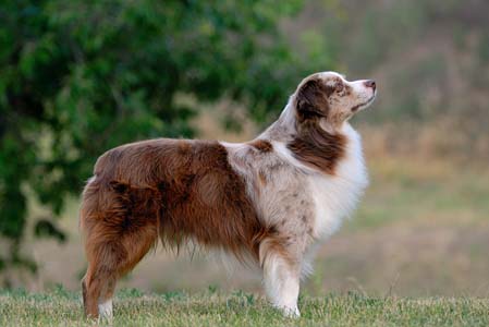 Miniature American Shepherd: Multi Champion, BIS, Bluegrass Boomerang of Chandrea, CGC, RN, RA, BN