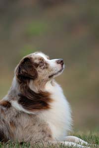 Miniature American Shepherd: Multi Champion, BIS, Bluegrass Boomerang of Chandrea, CGC, RN, RA, BN