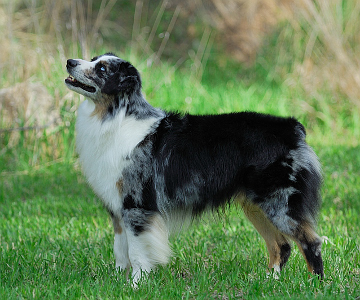 Miniature American Shepherd: ARBA Master, Rarities, NAMASCUS and IABCA Champion Bluegrass Encore 
of Heartland, CGC