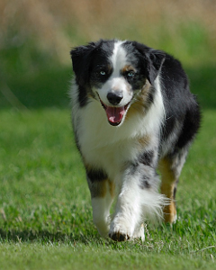 Miniature American Shepherd: 
ARBA Master, Rarities, NAMASCUS and IABCA Champion Bluegrass Encore of Heartland, CGC