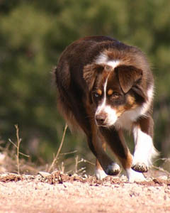 Miniature American Shepherd: NAMASCUSA and IABCA Champion Chandrea's Bluegrass Jamboree of Heartland