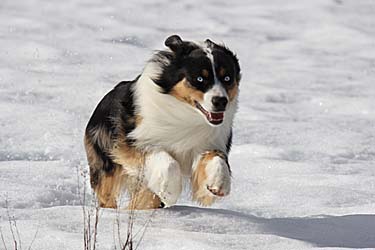 Miniature American Shepherd: Bluegrass Incredible Journey with Chandrea