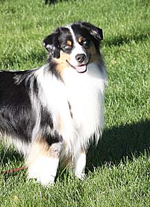 Miniature American Shepherd: Bluegrass Incredible Jourey with Chandrea