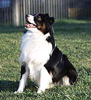 Miniature American Shepherd: Mayes MercyMe Turbo Jett